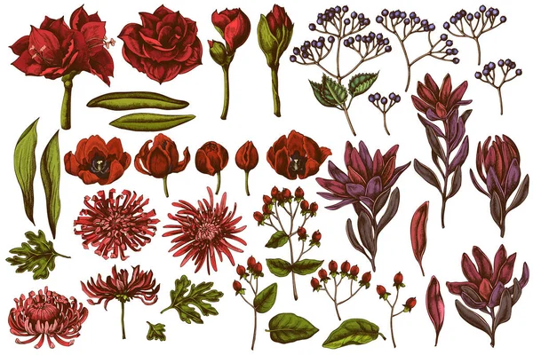 Vector set van met de hand getekende gekleurde viburnum, hypericum, tulp, aster, leucadendron, amaryllis — Stockvector