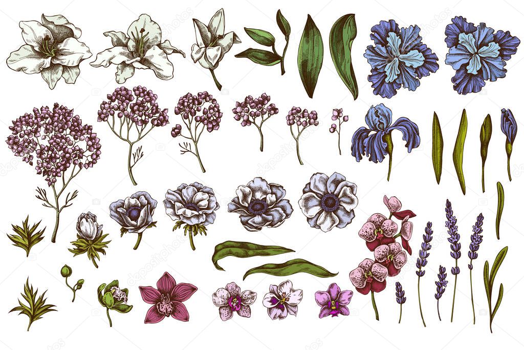 Vector set of hand drawn colored anemone, lavender, rosemary everlasting, phalaenopsis, lily, iris