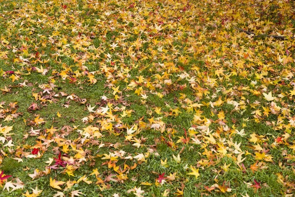 Pleasant View Fallen Leaves Autumn — Stock Photo, Image
