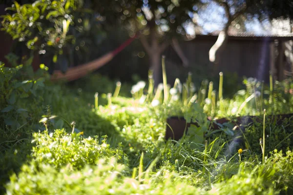 자란된 잔디의 소프트 포커스 이미지 — 스톡 사진
