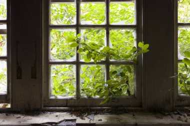Kırık bir pencereden giren yaprakları.