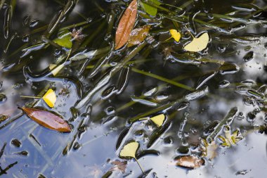 Kurutulmuş yaprakları Gölü su üzerinde yüzen.