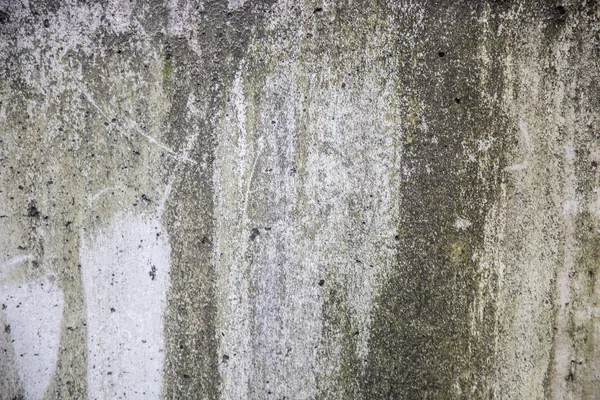 Fungus on a concrete wall.