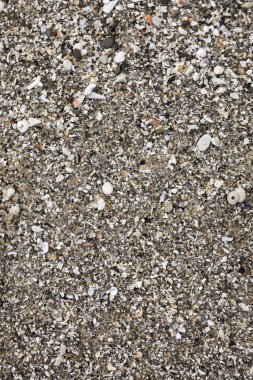 Küçük barışlar çok kırılmış ve kumlu plaj atılan küçük kabuklar.