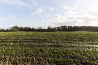 Hayat ile yeşil büyüyen büyük tarım alanı.