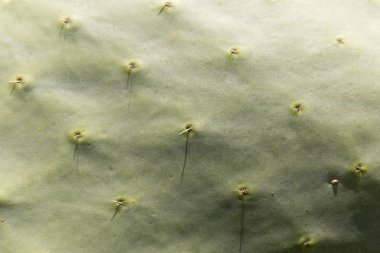 Detaylı kaktüs doku ışık tadını çıkarma.