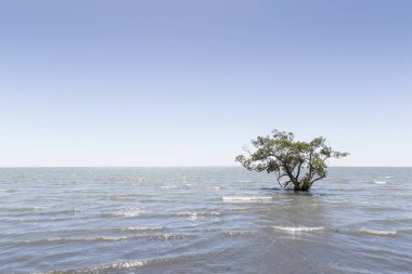 Düşük döşeme ağaçları yanında bankacılık küçük dalgalanma dalgalar ile bir grup.