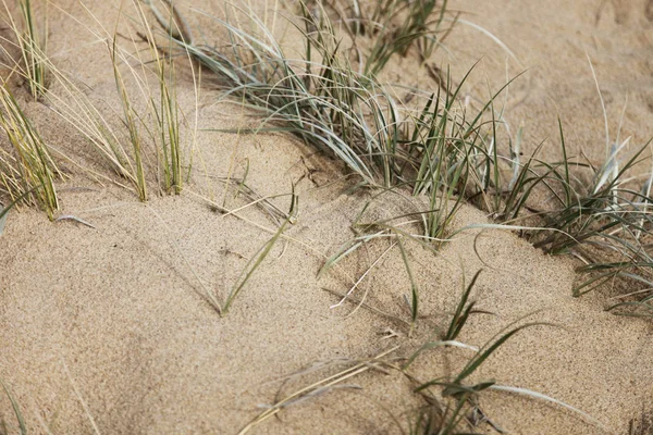 Пухнастий Сидить Яко Піску Стороні Пляжу — стокове фото