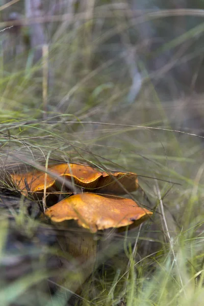 Naturalne Piękno Grzybów Przechwytywane Krajobraz — Zdjęcie stockowe