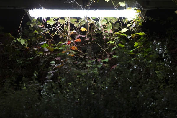 Licht Nachts Boven Een Rode Groene Gebladerde Bush — Stockfoto