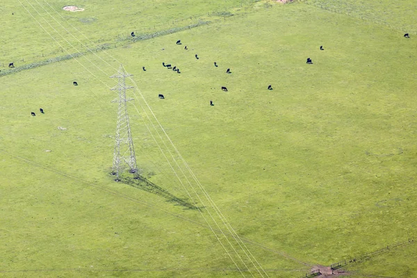 Luchtfoto Van Een Groene Landbouwgrond Met Koeien Grazen Onder Lijn — Stockfoto