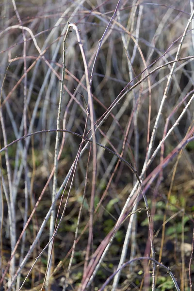 Groupe Vignes Poussant Avec Des Épines — Photo