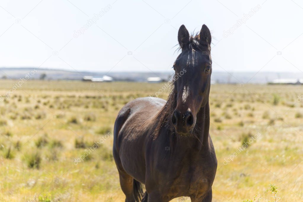 Zoomed shot of a horse in an open field.