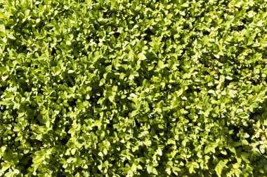 Yeşil Bush yaprak doku