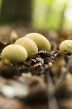 Birlikte birlikte mantar