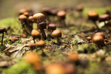 Küçük ölmekte olan mantar