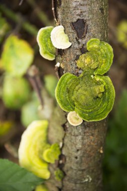 Mantar şube büyüyor