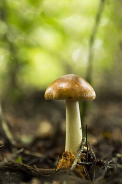 Büyüyen güçlü ve uzun boylu mantar