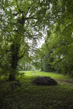 Orman alanında toplanan ahşap
