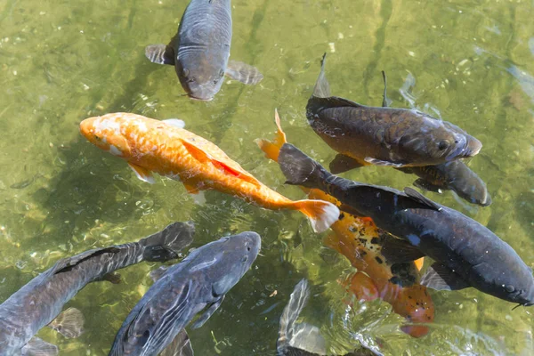 Orange Koi Fish Het Loo — стоковое фото