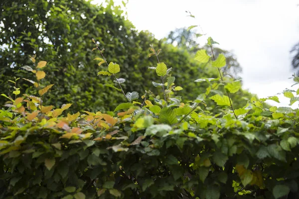 Leaf Texture — Stock Photo, Image