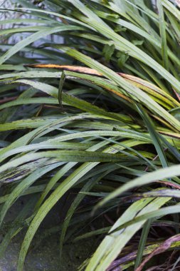 yeşil ve turuncu yaprak