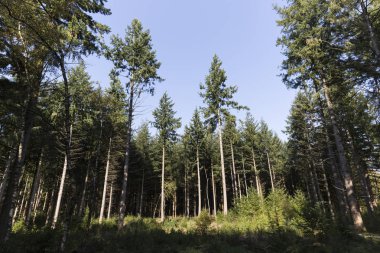 güneşli bir gün orman