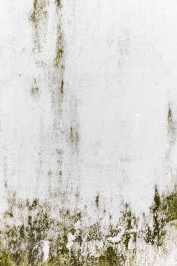 Kaba yeşil küf doku