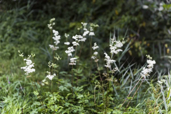 Fleurs blanches — Photo