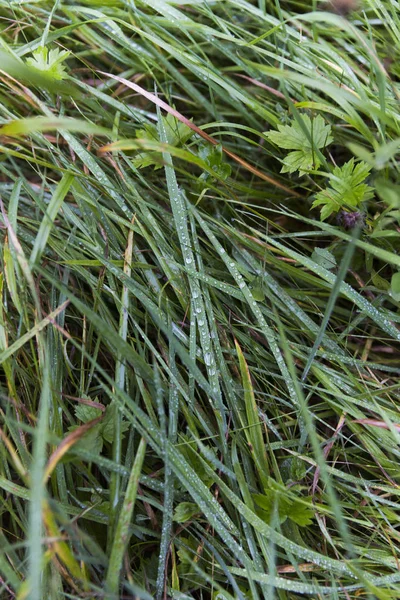 Grassy Patch With Water Droplets — Stock Photo, Image