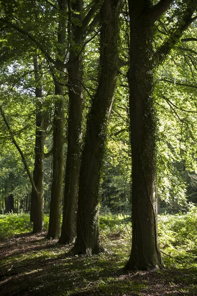 Arbres anciens alignés — Photo