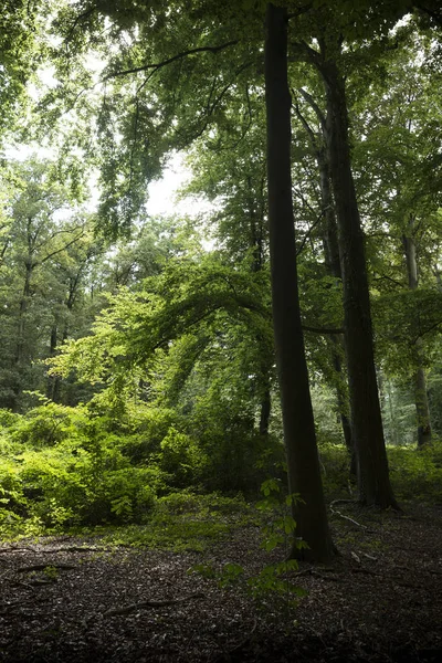 Floresta de fuga de luz — Fotografia de Stock