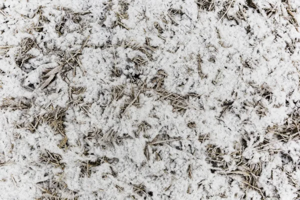 Textura herbácea congelada — Fotografia de Stock
