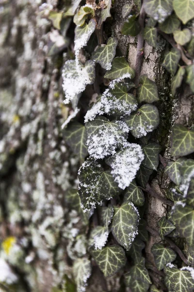 Сніговий покритий лист на дереві — стокове фото