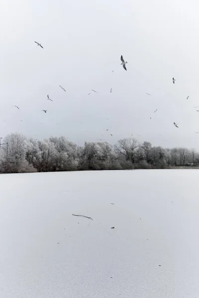 Lago congelado com pássaros voando sobre — Fotografia de Stock