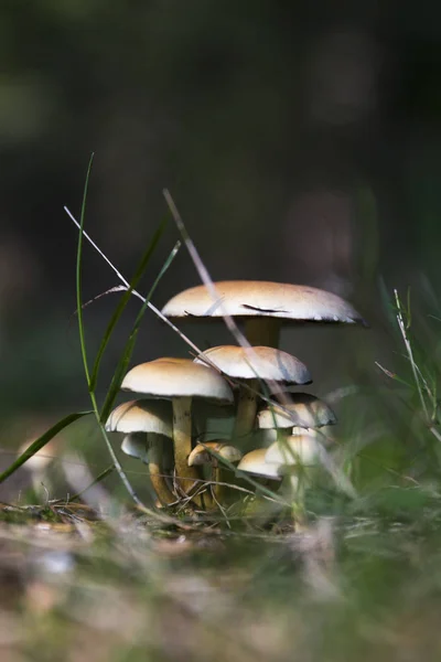 Заросшие дикие грибы — стоковое фото