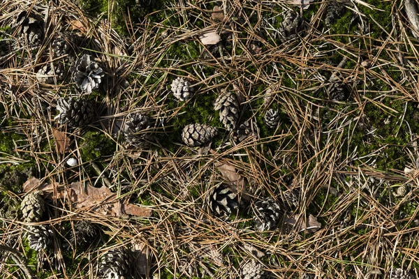 Conifer Pinecone lasu podłogi tekstury — Zdjęcie stockowe