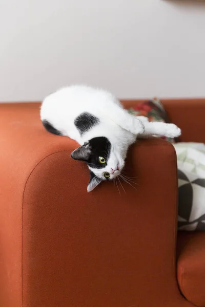 Kot siedzi na kanapie Arm — Zdjęcie stockowe