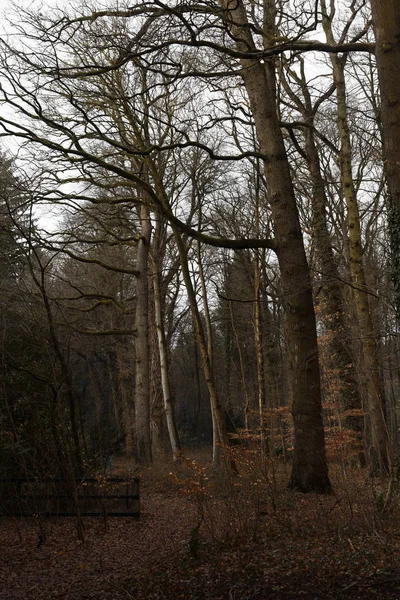 Arbres de forêt sombre — Photo