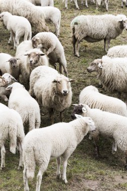 Koyun Herding, akın
