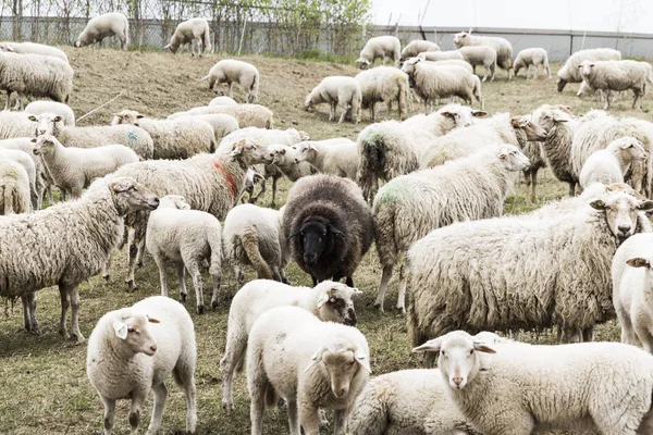 Zwarte schapen Center — Stockfoto
