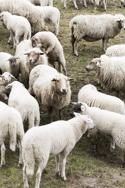 Stado owiec pasterski — Zdjęcie stockowe