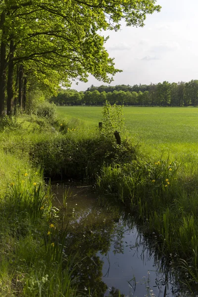 Maneira pequena da água ao lado do campo verde — Fotografia de Stock