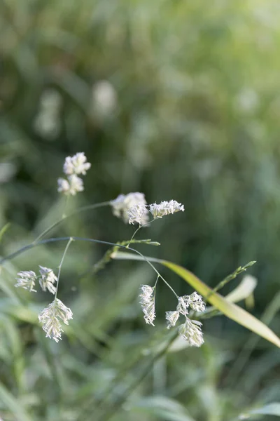 Dzika trawa tekstura — Zdjęcie stockowe