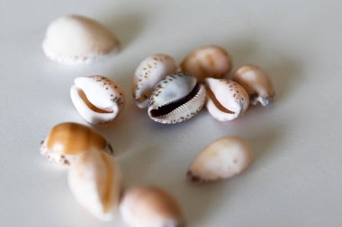 Beyaz masa yüzeyinde nadir cowrie kabukları.