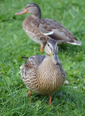 Salwicki Gölü Valdai üzerinde ördek ada