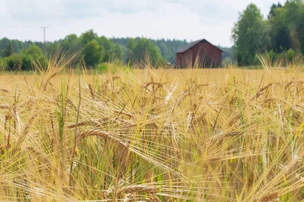 Finsta Svezia Agosto 2018 Luogo Nascita Santa Birgitta Nei Dintorni — Foto Stock