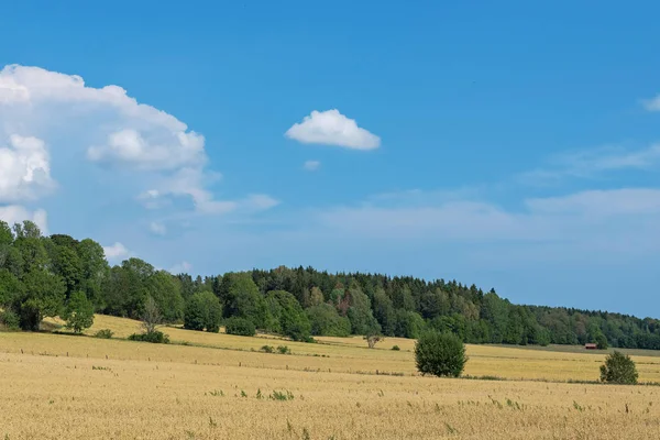 Gebied Van Tarwe Tijdens Een Warme Zomerdag Zweden Finsta Zomer — Stockfoto