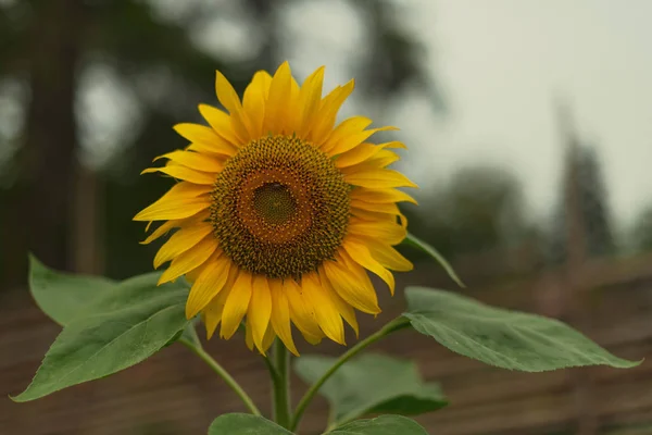 Sunflower Selective Focus Rural Landscape Late Afternoon Little Bit Moody — Stock Photo, Image