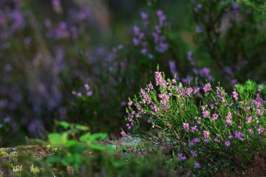Sonbaharda güneşli bir gün boyunca renkli heather. İsveç